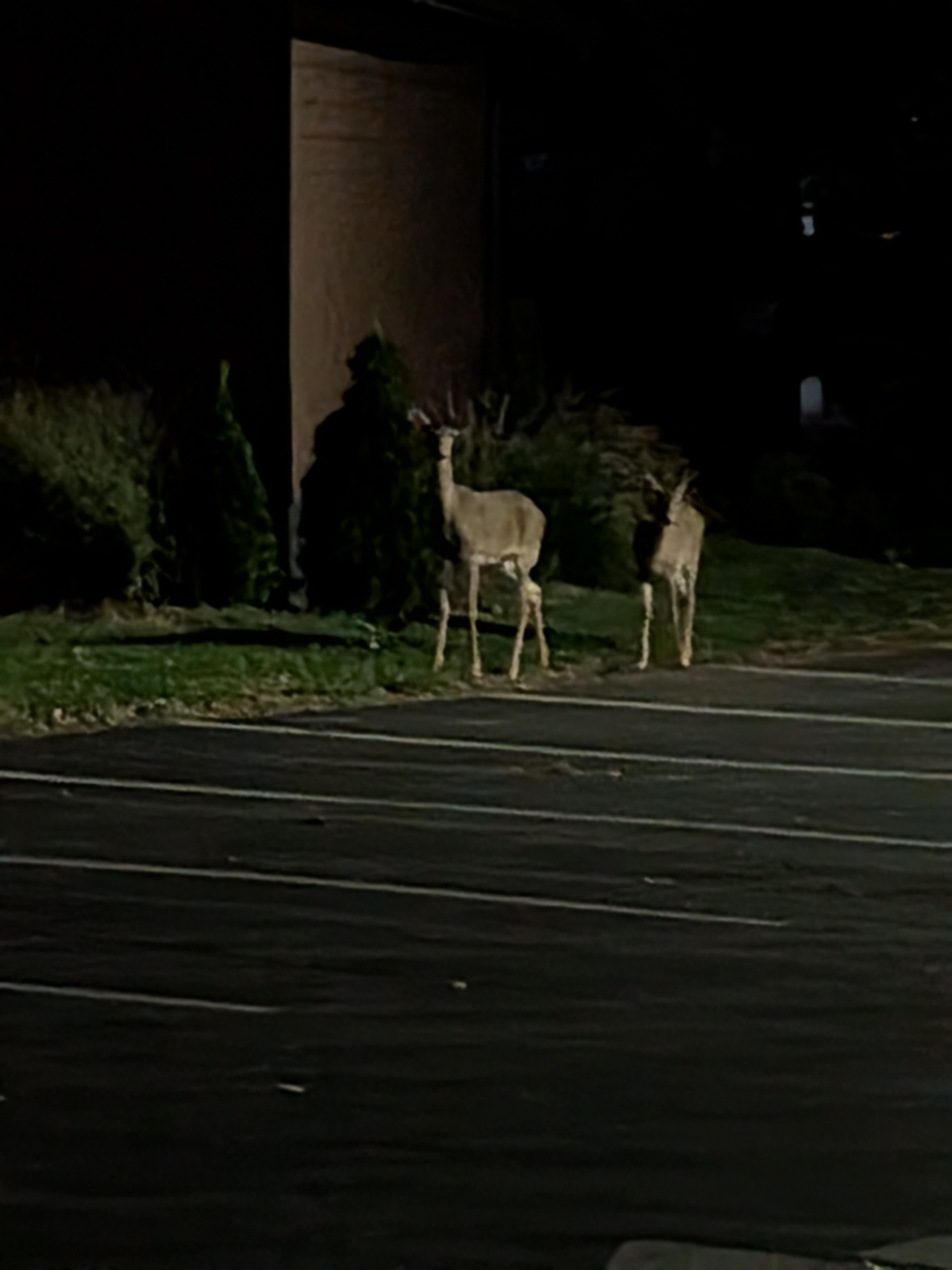 Two deer standing on the grass at the edge of a parking lot at night