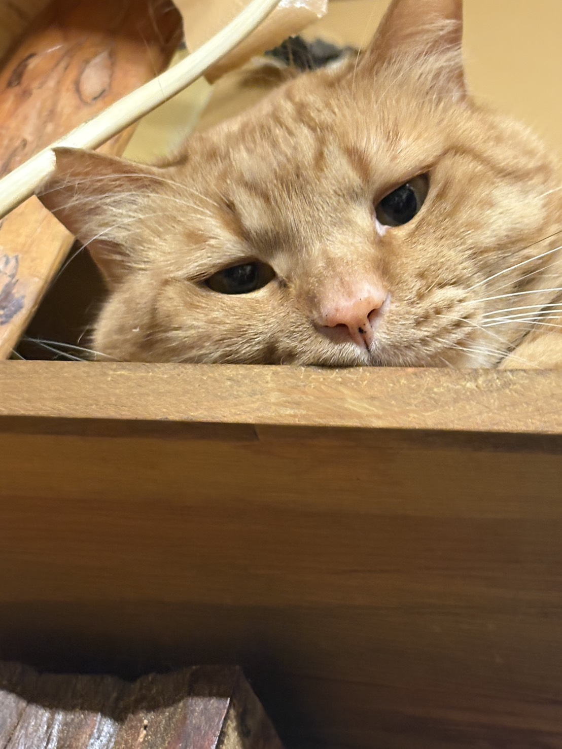 Oska the bookshop cat, peering from a shelf cubby
